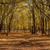 Autumn in the Oak reservation Dumbrava 2012