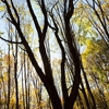 Autumn in the Oak reservation Dumbrava 2012