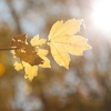 Autumn in the Oak reservation Dumbrava 2012