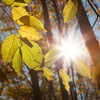 Autumn in the Oak reservation Dumbrava 2012