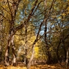 Autumn in the Oak reservation Dumbrava 2012