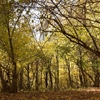 Autumn in the Oak reservation Dumbrava 2012