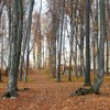 Late autumn on Cozla Mountain 2013