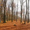 Late autumn on Cozla Mountain 2013