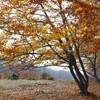 Late autumn on Cozla Mountain 2013