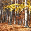 Late autumn on Cozla Mountain 2013