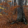 Late autumn on Cozla Mountain 2013