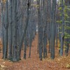 Late autumn on Cozla Mountain 2013