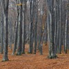 Late autumn on Cozla Mountain 2013