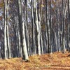 Late autumn on Cozla Mountain 2013