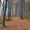 Late autumn on Cozla Mountain 2013