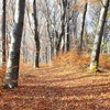 Late autumn on Cozla Mountain 2013