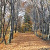 Late autumn on Cozla Mountain 2013