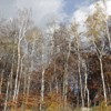 Late autumn on Cozla Mountain 2013