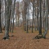 Late autumn on Cozla Mountain 2013