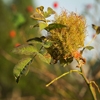 Autumn in Bicajel Valley 2012