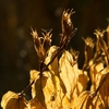 Autumn in Bicajel Valley 2012