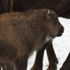 Bisons in Neamt County