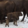 Bisons in Neamt County