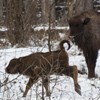 Bisons in Neamt County