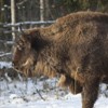 Bisons in Neamt County