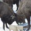 Bisons in Neamt County
