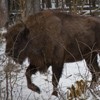 Bisons in Neamt County