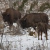 Bisons in Neamt County