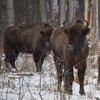 Bisons in Neamt County