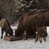 Bisons in Neamt County