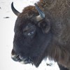 Bisons in Neamt County