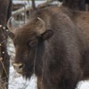 Bisons in Neamt County