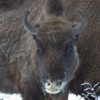 Bisons in Neamt County