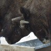 Bisons in Neamt County