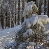 Winter pictures from Ceahlau Mountain