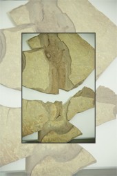 Fossil fishes from Europe exhibition