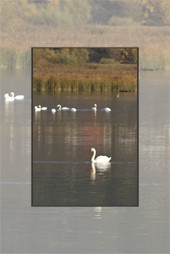 Diversity of fauna on lakes in Neamt County