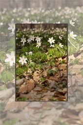 Springtime in Negulesti area