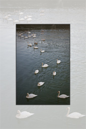 The Swans from Piatra Neamt