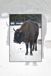 The Bison cubs from Vanatori Natural Park